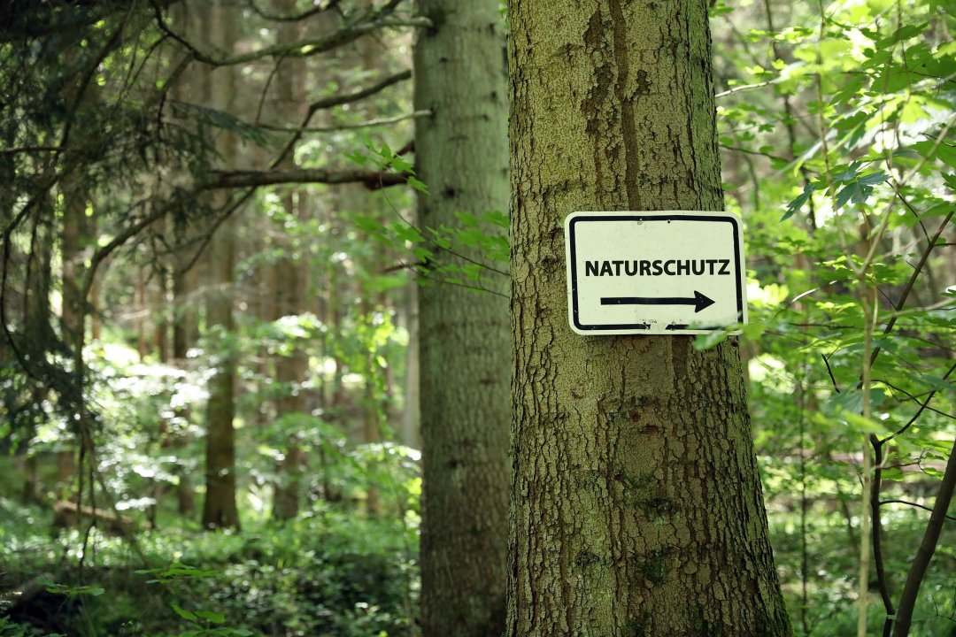 Baum im Wald mit einem Schild "Naturschutz"