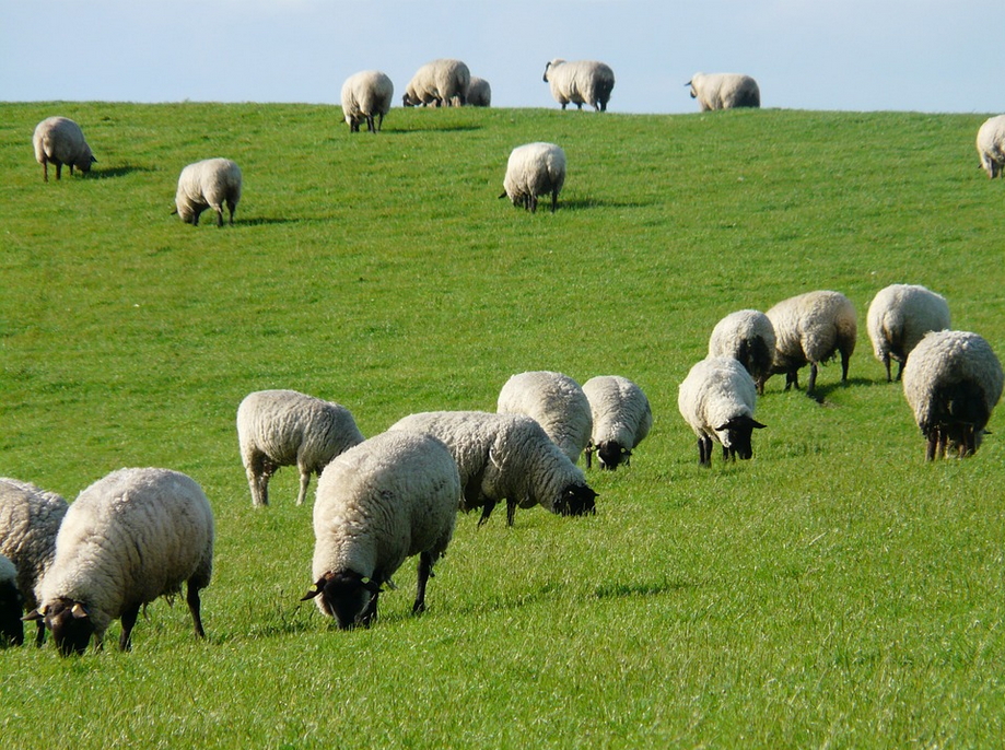 Schafe auf Deich