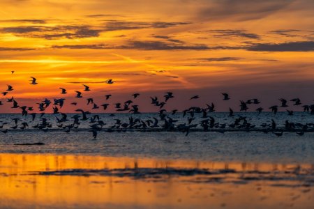 Vögel Sonnenuntergang Meer